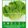 NLT03 Xiwan OP high yield best lettuce seeds